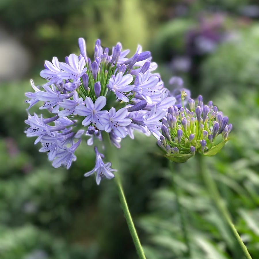 Fournitures De Jardin Soldes Magasin 25 Fournitures De Jardin Soldes Magasin -Fournitures De Jardin Soldes Magasin unnamed 2